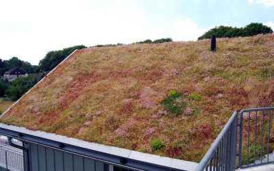 Es grünt so grün – Vorteile eines Gründaches